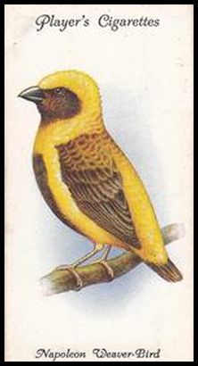 38 Napoleon Weaver Bird